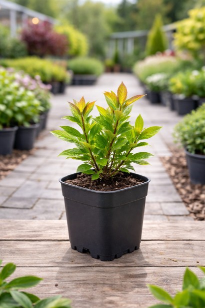 Клетра Pink Spire в горщику п9, р9, 0,5л